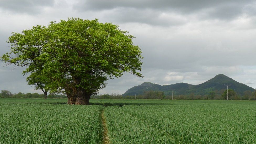 The oak when it was healthy