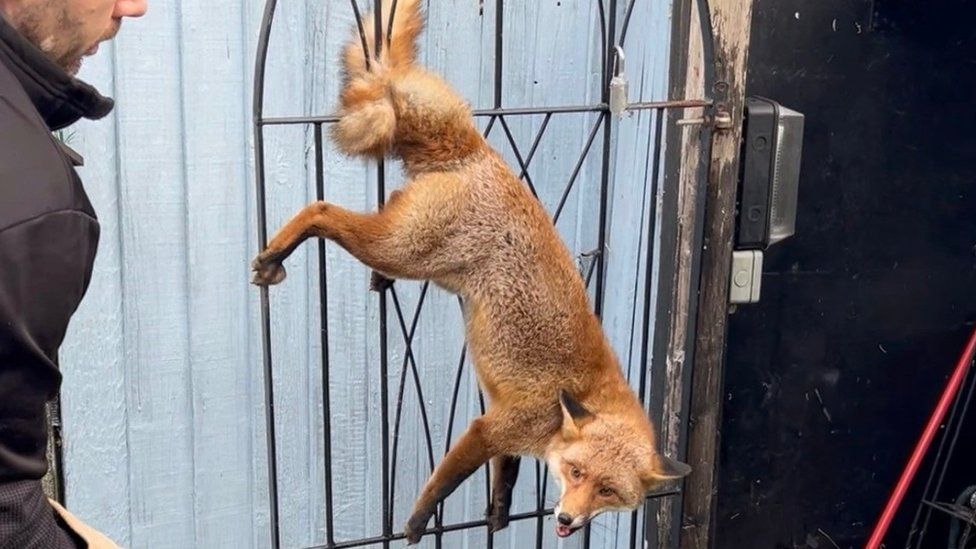 A fox hangs from its tail which is twisted in the bars of a metal gate