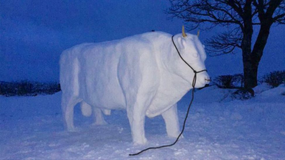 Armagh family build a bull from snow - BBC News