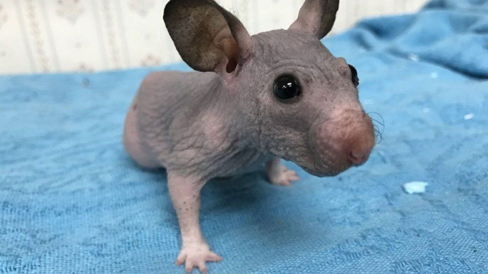 Hairless hamster in a cage