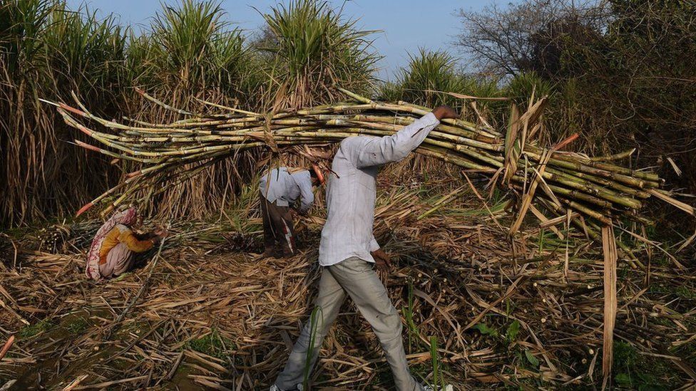 An Indian farmer carries sugarcane to load on a tractor