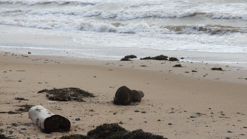 'Sammy' the seal was released at a nearby beach