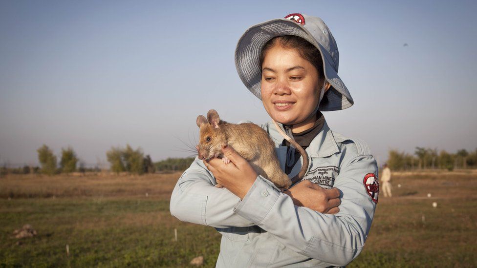 Magawa the hero rat retires from job detecting landmines - BBC News