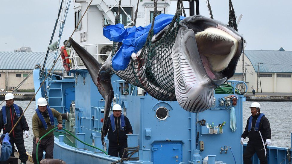 пойманного малого полосатика поднимают краном в порту Кусиро, префектура Хоккайдо, 1 июля 2019 г.