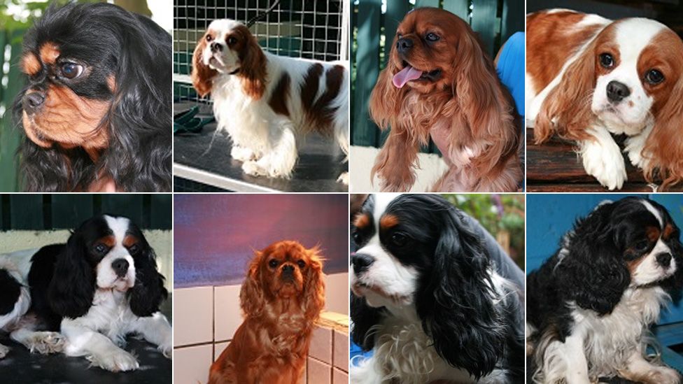 Some of the stolen dogs