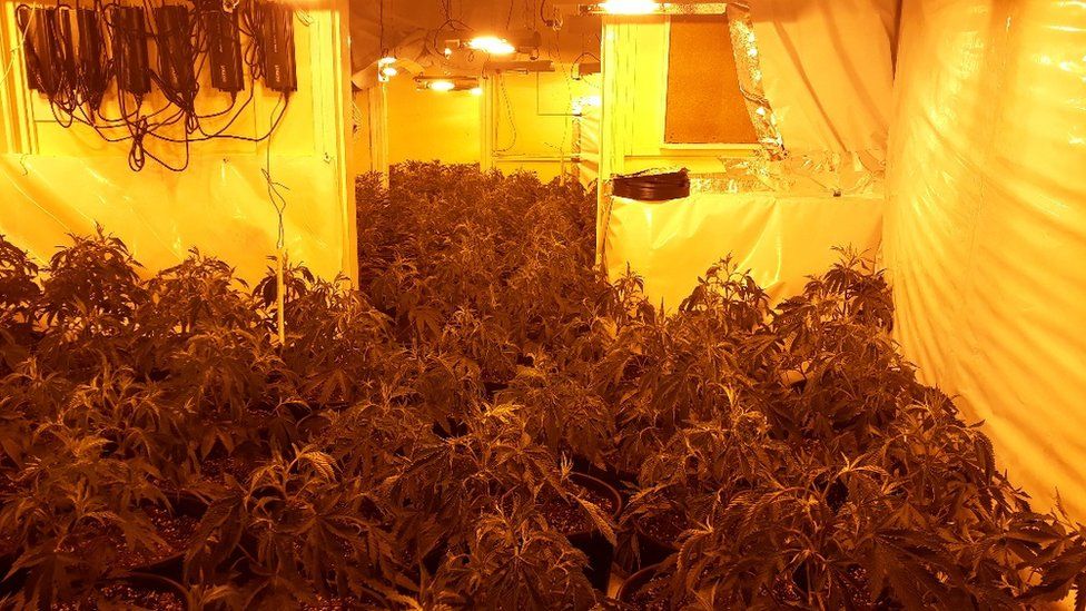 Cannabis plant find