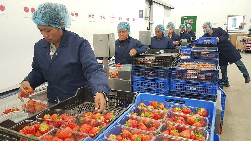 рабочие упаковывают клубнику в помещении на ферме Харвилл