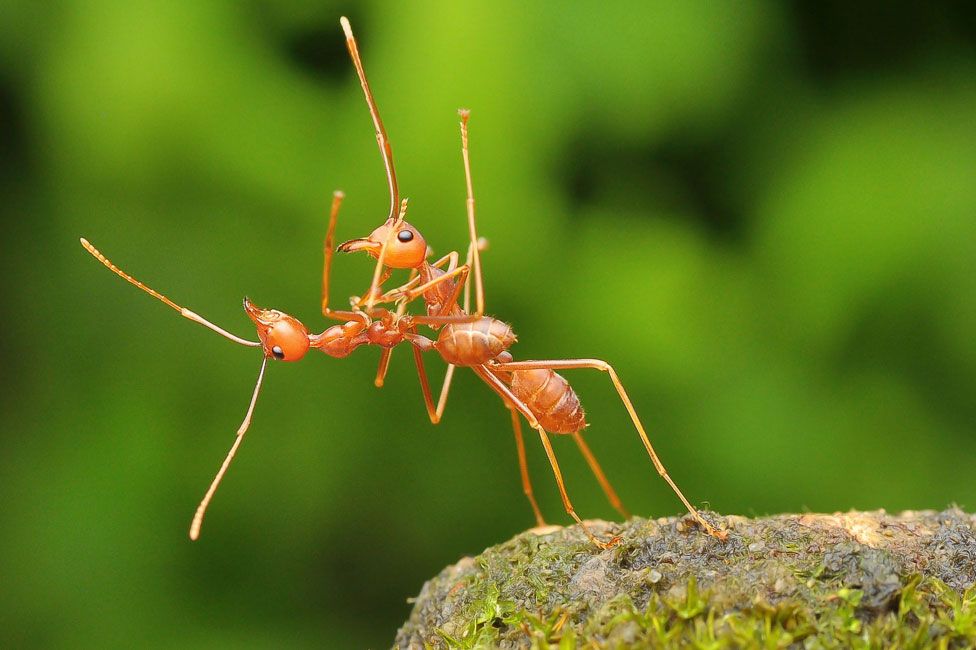 Hormigas