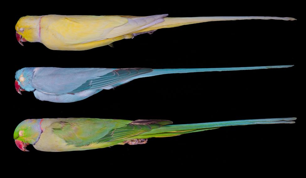 Rose-ringed Parakeets, Psittacula krameri
