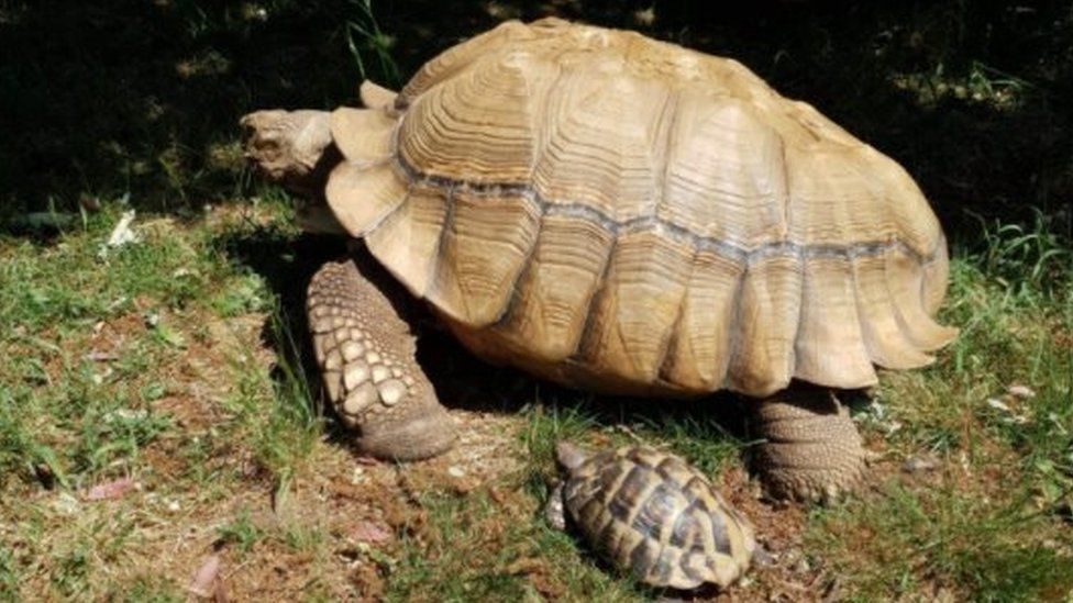 Titan the tortoise and another tortoise