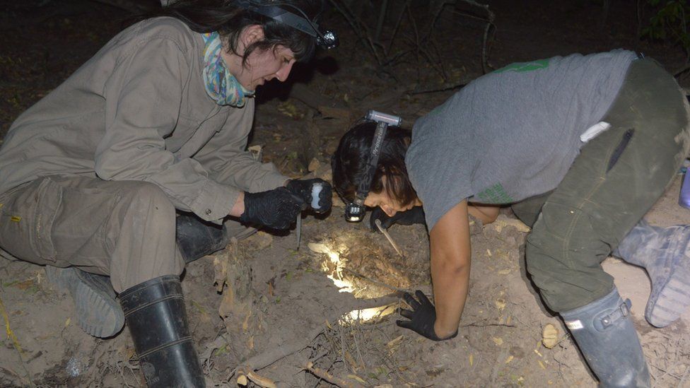 Excavando en busca de las ranas por la noche