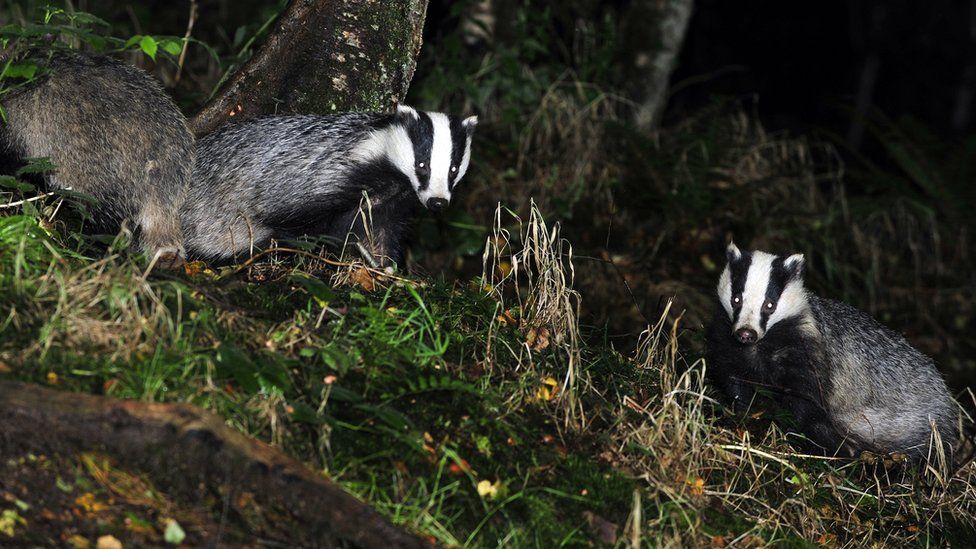 Bovine TB Fight Cost £44m In 2017/18 - BBC News