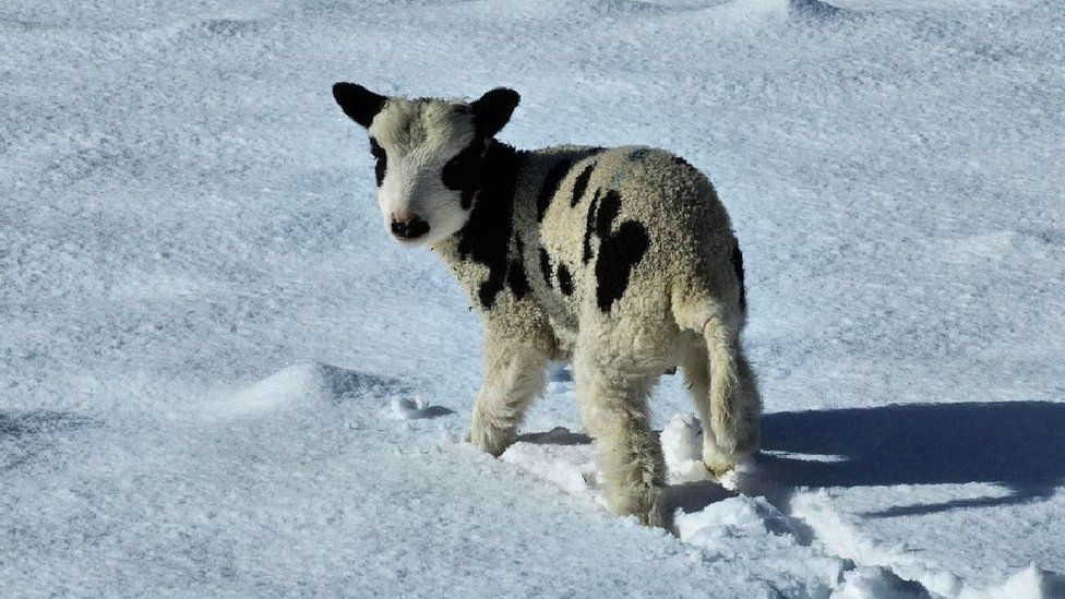 Ashbourne lamb