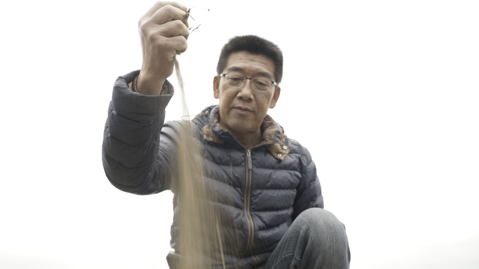 Taiwanese farmer Chuang Cheng-deng pours dry earth through his fingers in his rice field