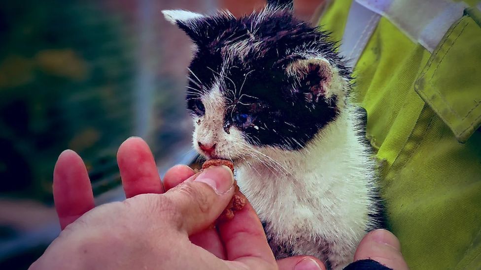 Fire crews rescue stricken kitten from drainpipe - BBC News