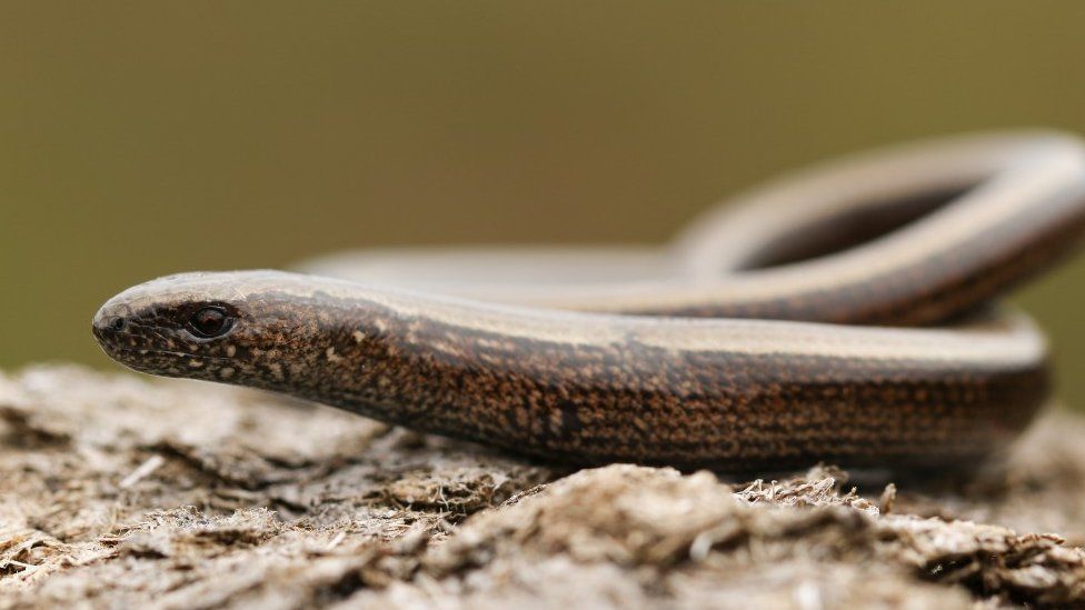 Slow worm move to cost £15k ahead of proposed Weymouth build - BBC News