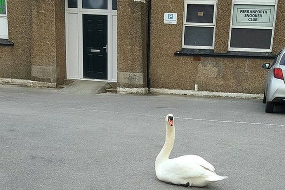 Swan outside a shop