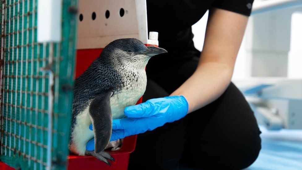 Chaka the penguin leaving his cage