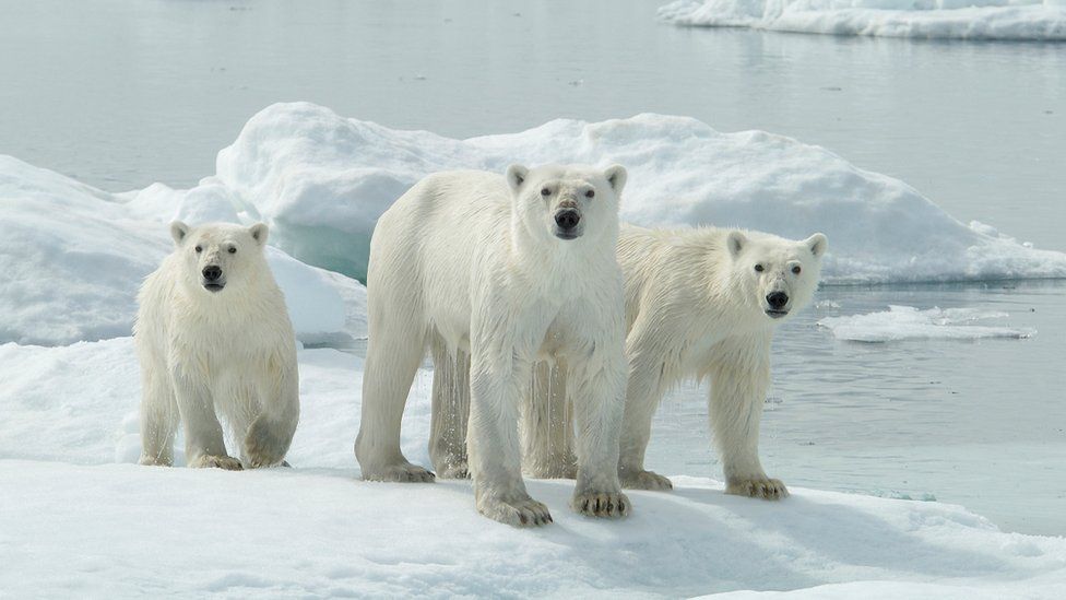 Взрослая самка белого медведя с двумя детенышами в Манитобе, Канада. Архивное фото
