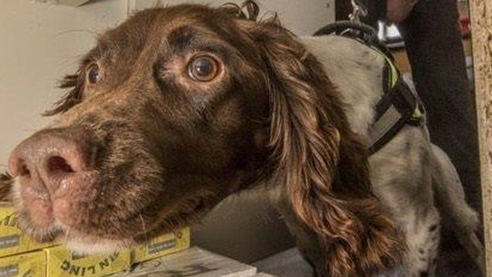 Sniffer dogs helped detect the illegal tobacco