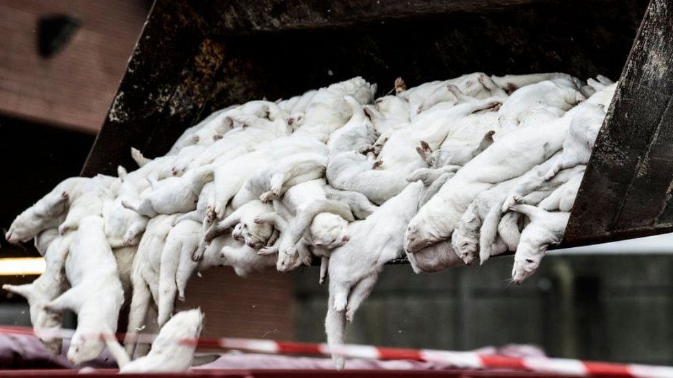 Denmark mink slaughter, 21 Oct 20