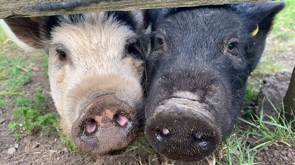 Gateshead: Pet pigs kept in kitchen of family's flat rehomed - BBC News