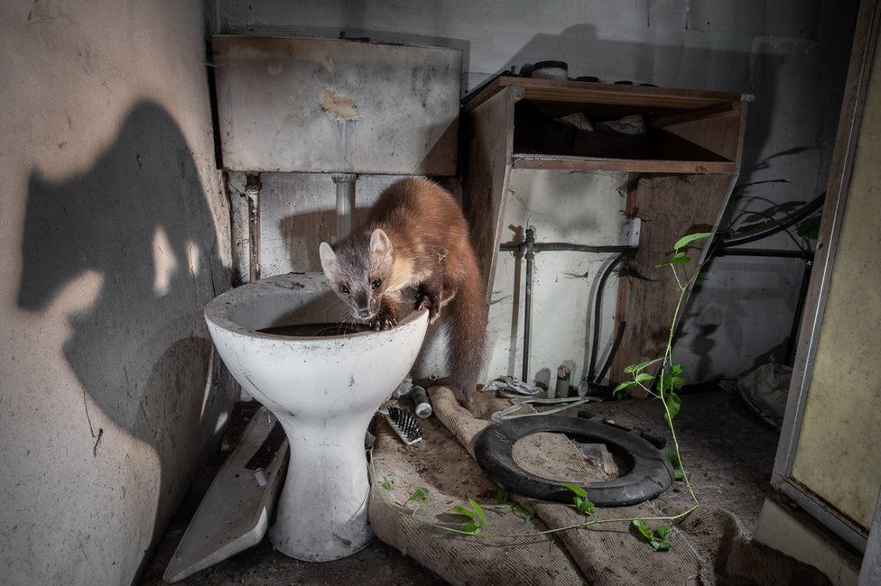 A pine marten stands on the edge of a toilet bowl in an abandoned building