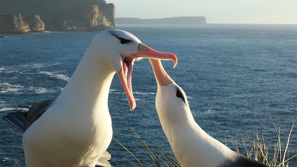 albatross compared to human