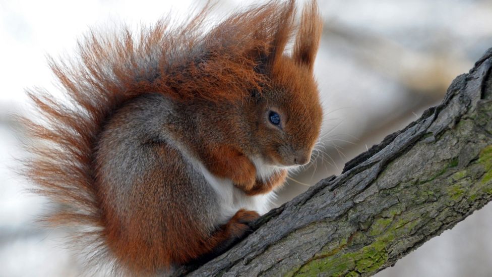 Scotland's Red Squirrel Numbers Stabilise - BBC News