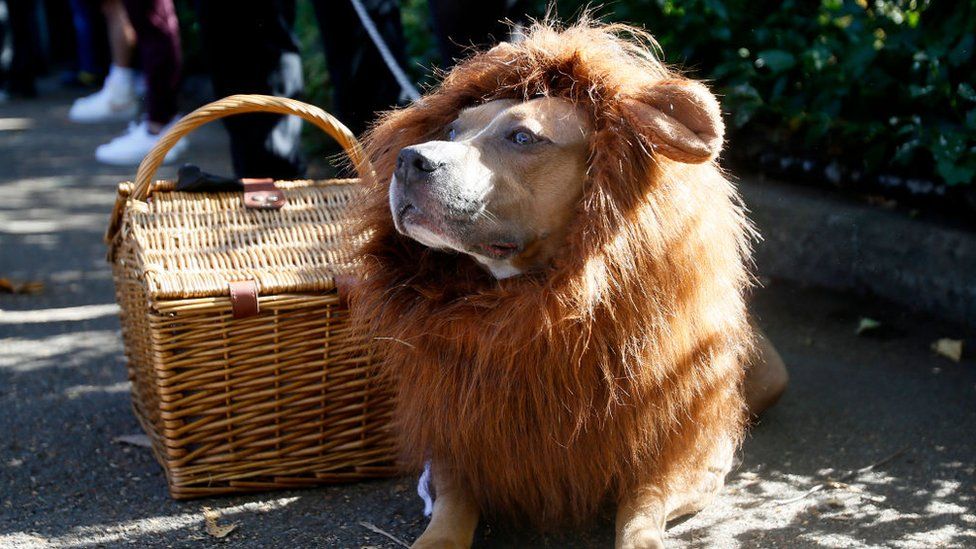 A dog dressed as a lion at the Tompkins Square Halloween Dog Festival in New York city, USA in October