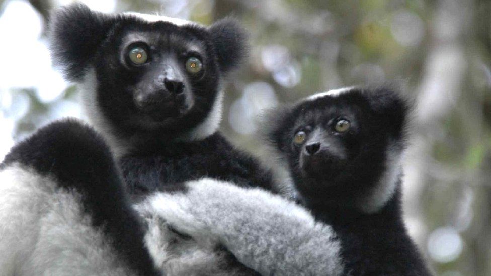 Indri lemur and baby (c) Russ Mittermeier