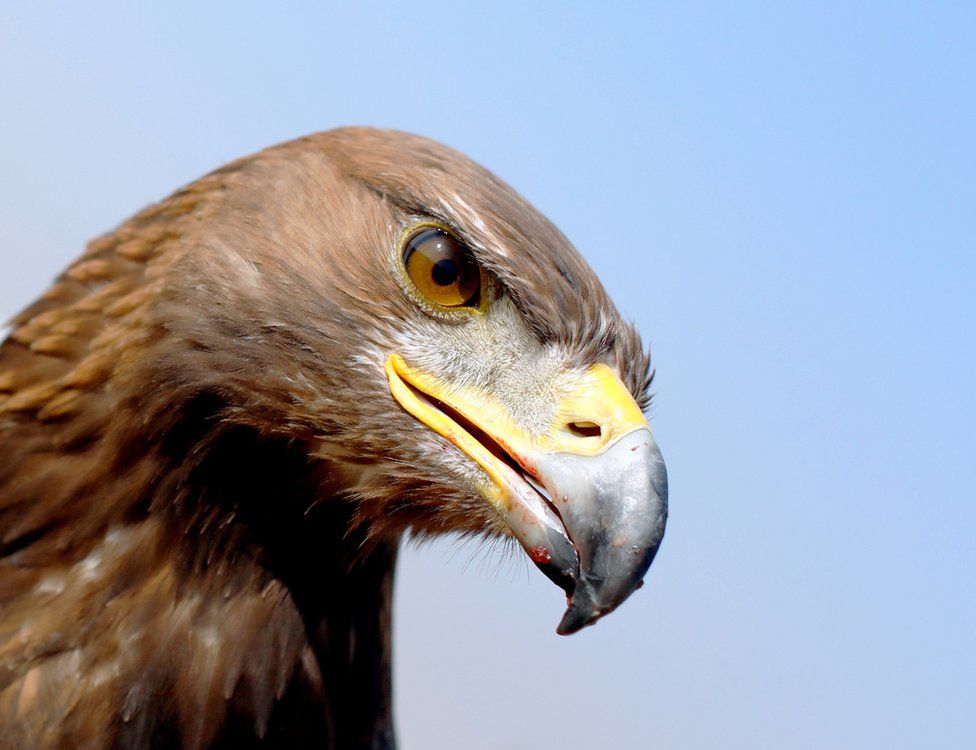 World Falconry Day: Eagle and falcons soar over desert show - BBC News