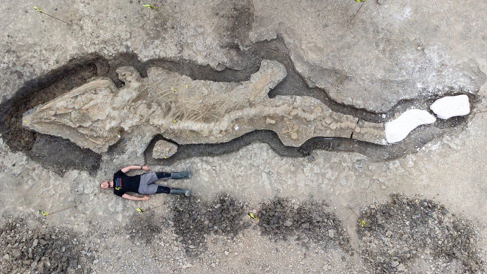 Ichthyosaur Huge fossilised ‘sea dragon’ found in Rutland reservoir