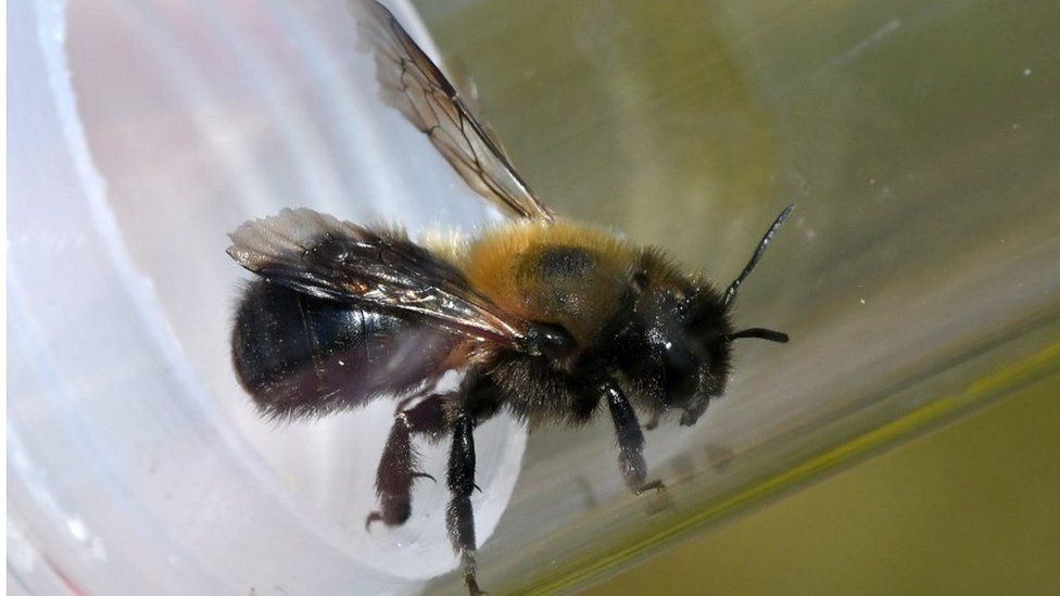 Large mason bee
