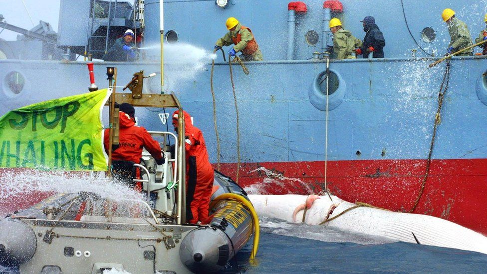 Greenpeace activists (L) in an inflatable dingy are hit with high powered water hoses as they impede the transfer of whales from a "catcher" ship to the Japanese whaling factory ship, Nisshin Maru, in the Southern Ocean off Antarctica, on 21 December 2001