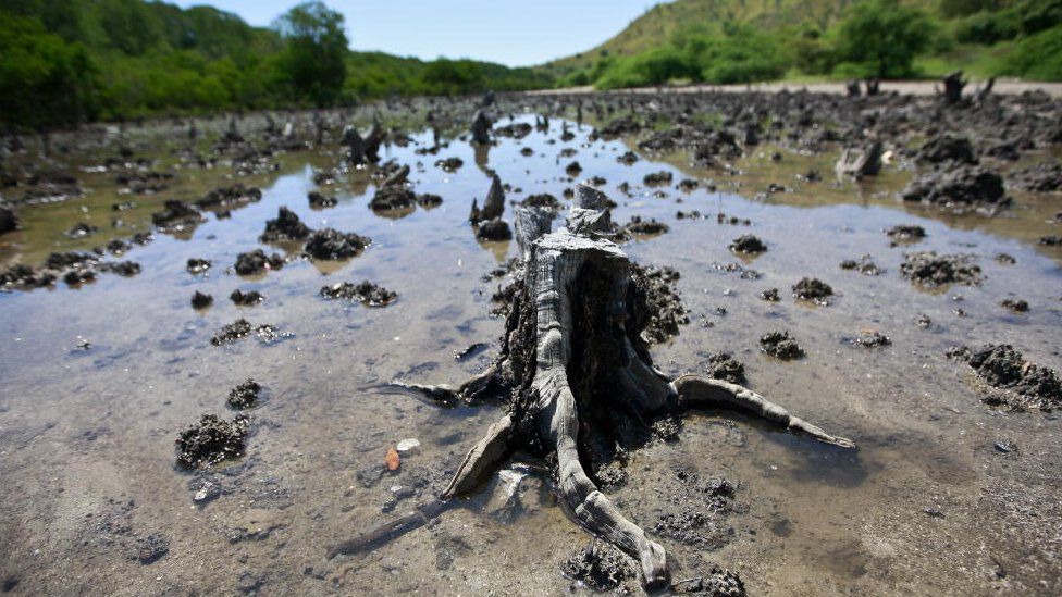 Cut mangroves in East Timor (Image: United Nations Photos)