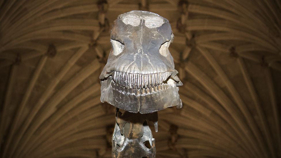 Dippy at Norwich Cathedral