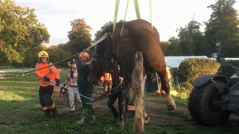 Horse being rescued