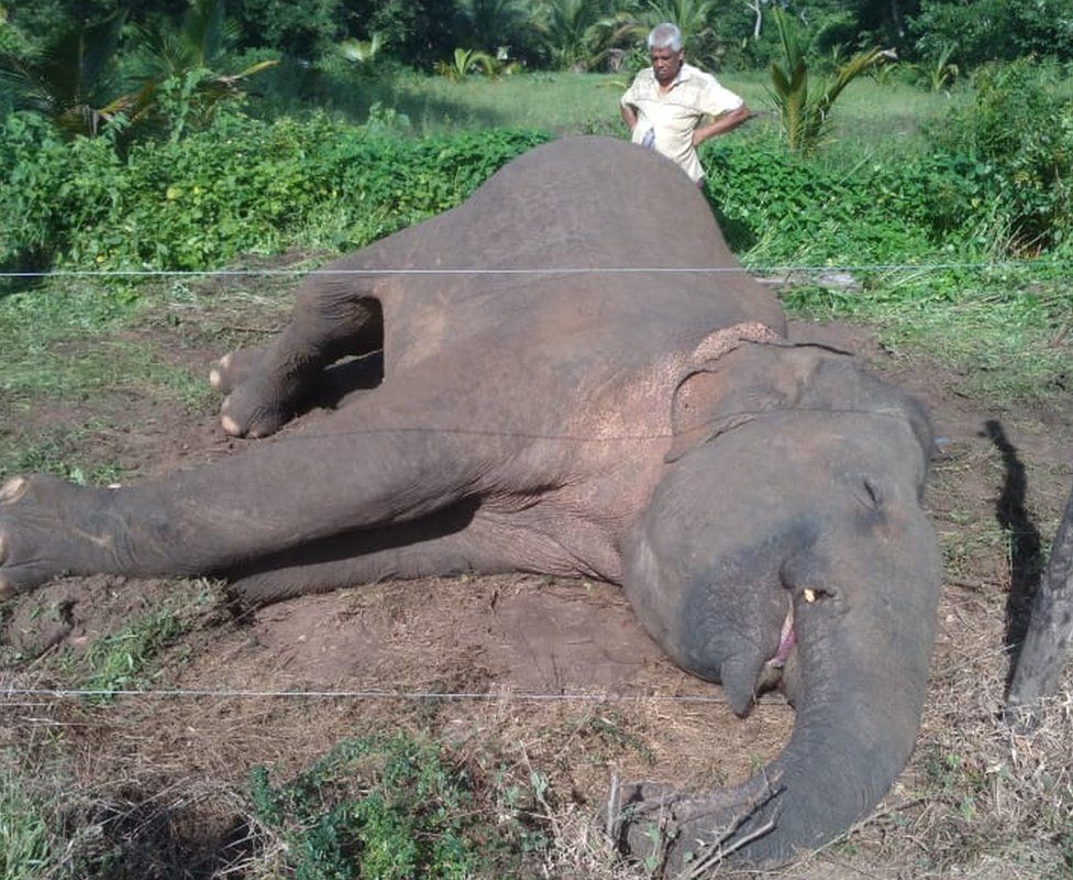 An elephant that was killed while trying to cross an electric fence in Kurunegala district