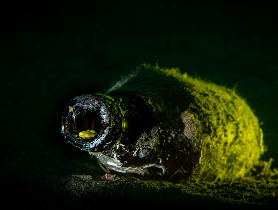 A yellow goby in a discarded glass bottle in the ocean in Anilao, Philippines
