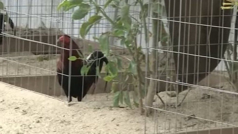 Some of the roosters in cages at the property in Los Angeles County