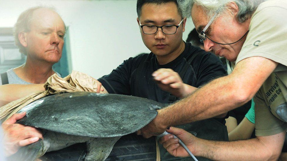 The female turtle being artificially inseminated in 2015