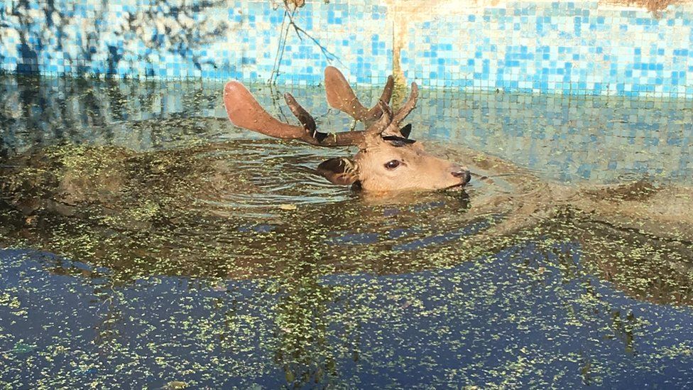 Fallow stag stuck in swimming pool