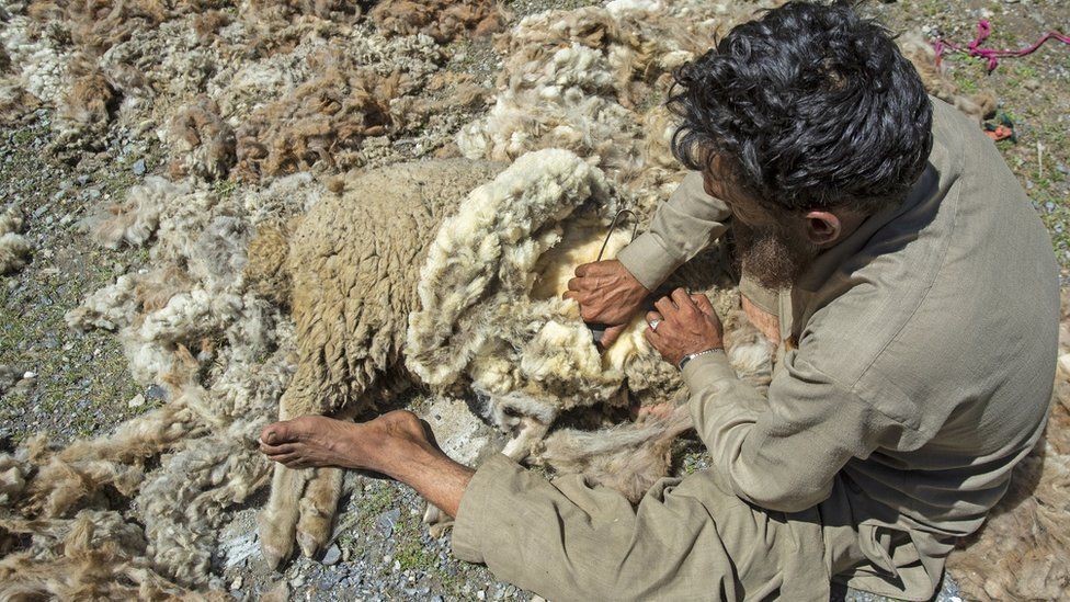 A Kashmiri shepherd shearing his sheep in Sonamarg.