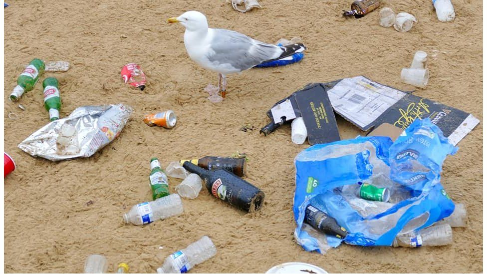 Seagulls and rubbish