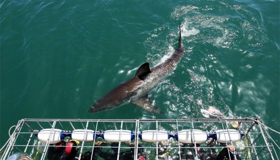 Tourists get up close to a Great White Shark as it swims past the cage in 2009 in Gansbaai, South Africa