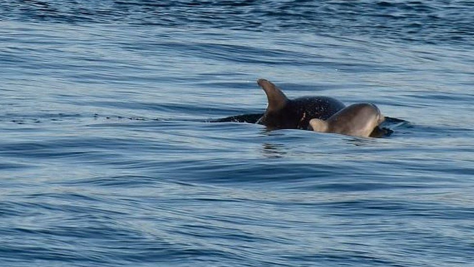 Dolphin and calf in Manx waters