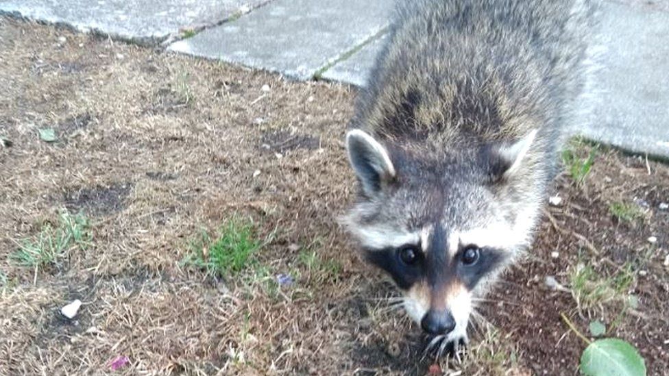 Rooney the raccoon rescued from tight spot in Derbyshire garden BBC News