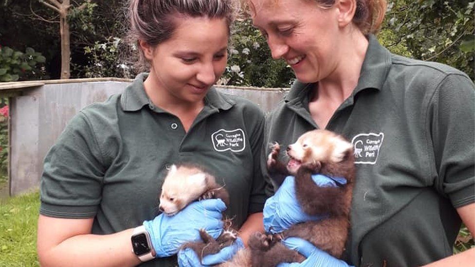 Park keepers holding red panda cubs
