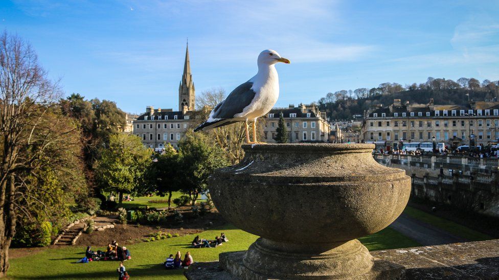 Gull in Bath